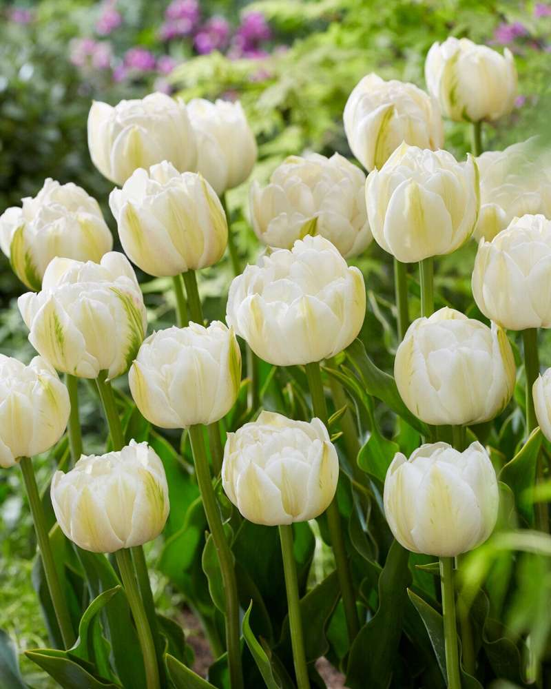 Tulipan 'Mount Tacoma'